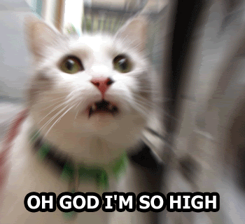Name:  highcat.gif
Views: 509
Size:  121.6 KB