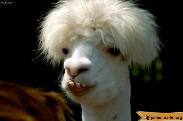 Name:  000840-ugly-teeth-llama-animal-f-1.jpg
Views: 6722
Size:  28.8 KB