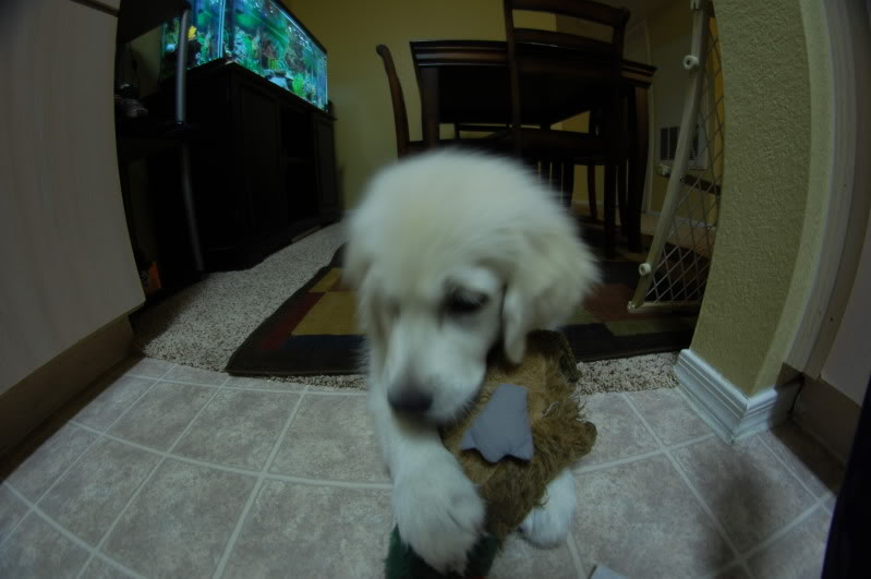 Name:  DSC_0323.jpg
Views: 510
Size:  50.3 KB