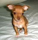 Name: chihuahua.jpg
Views: 61
Size: 4.0 KB