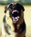 Name: growlingshepherd.jpg
Views: 50
Size: 3.4 KB