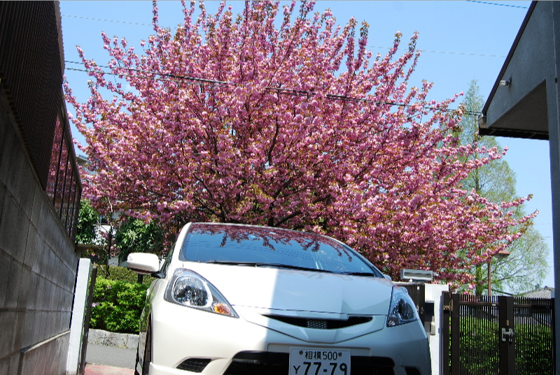 Name: GE8_sakura1.jpg
Views: 418
Size: 322.9 KB