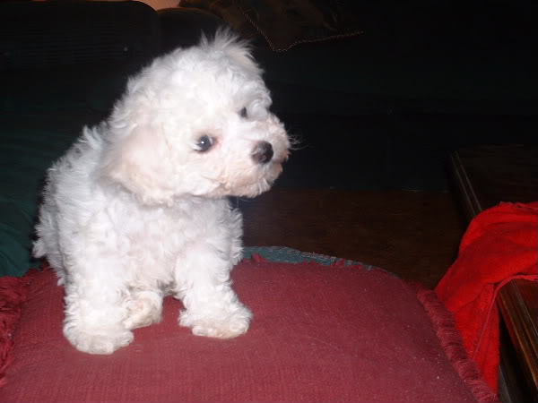 Name:  Daisy20llll1.jpg
Views: 2660
Size:  34.0 KB