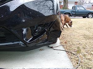 I hit a raccoon-coon1.jpg