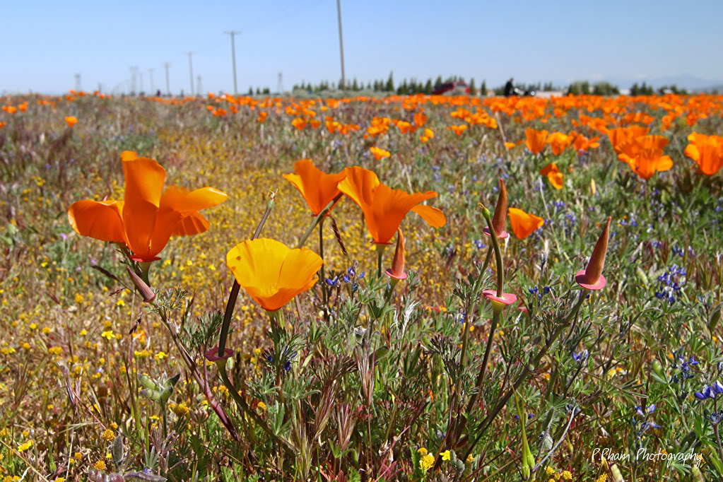 Name:  IMG_6518.jpg
Views: 63
Size:  235.3 KB