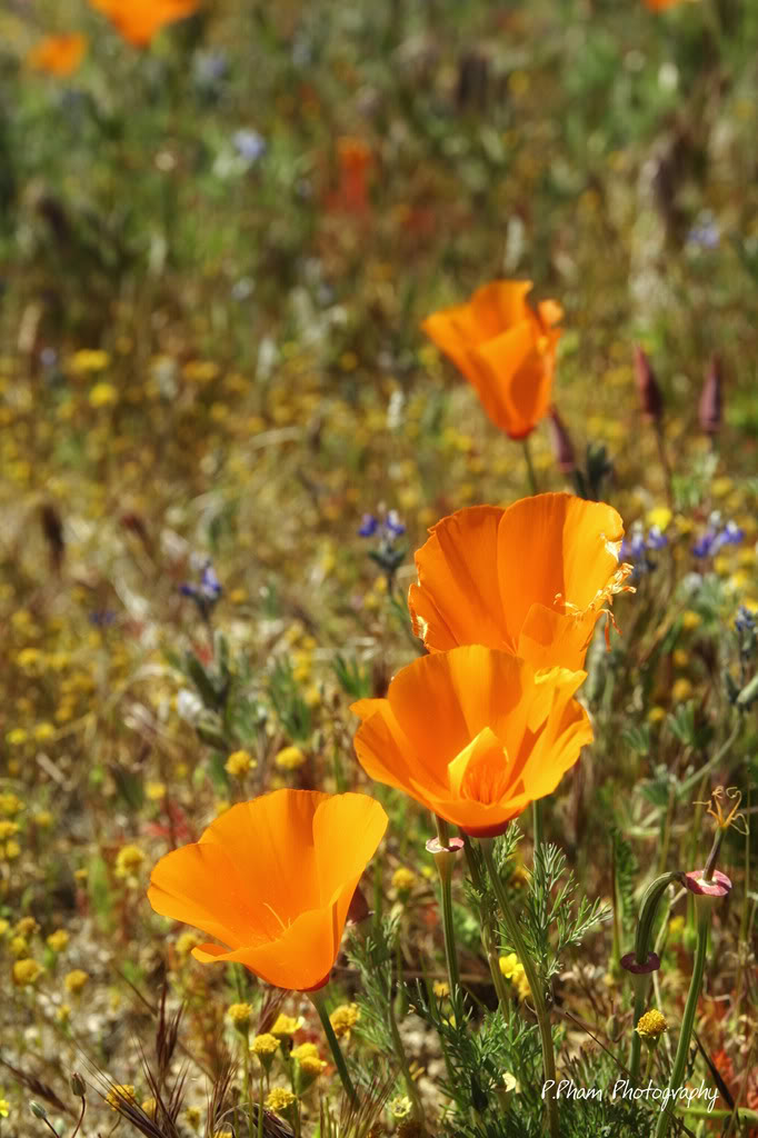 Name:  _MG_1677.jpg
Views: 60
Size:  121.0 KB