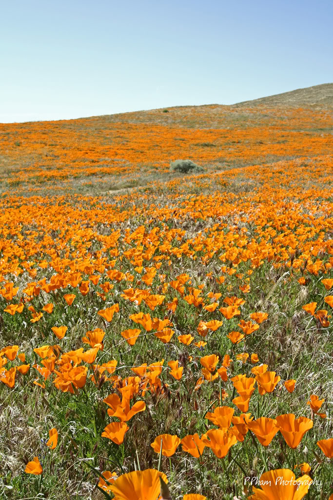 Name:  _MG_1689.jpg
Views: 53
Size:  273.7 KB