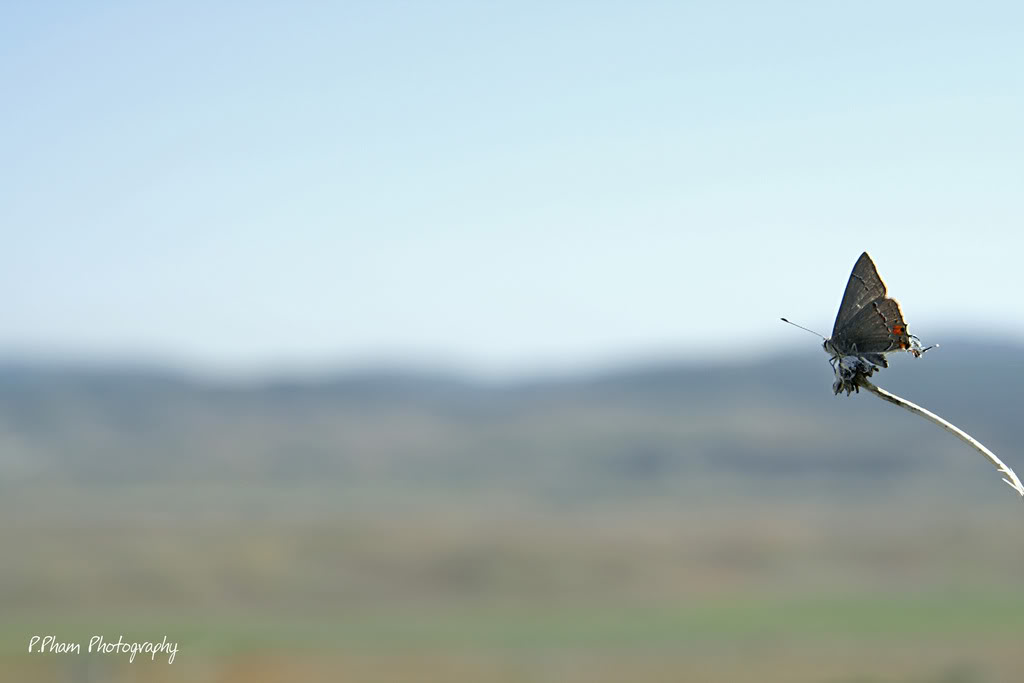 Name:  _MG_1697.jpg
Views: 50
Size:  29.4 KB