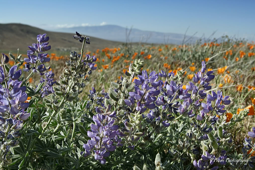 Name:  _MG_1705.jpg
Views: 27
Size:  209.4 KB