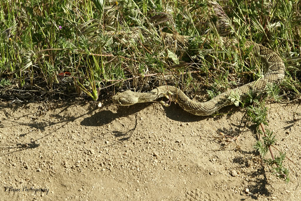 Name:  _MG_1710.jpg
Views: 27
Size:  369.1 KB