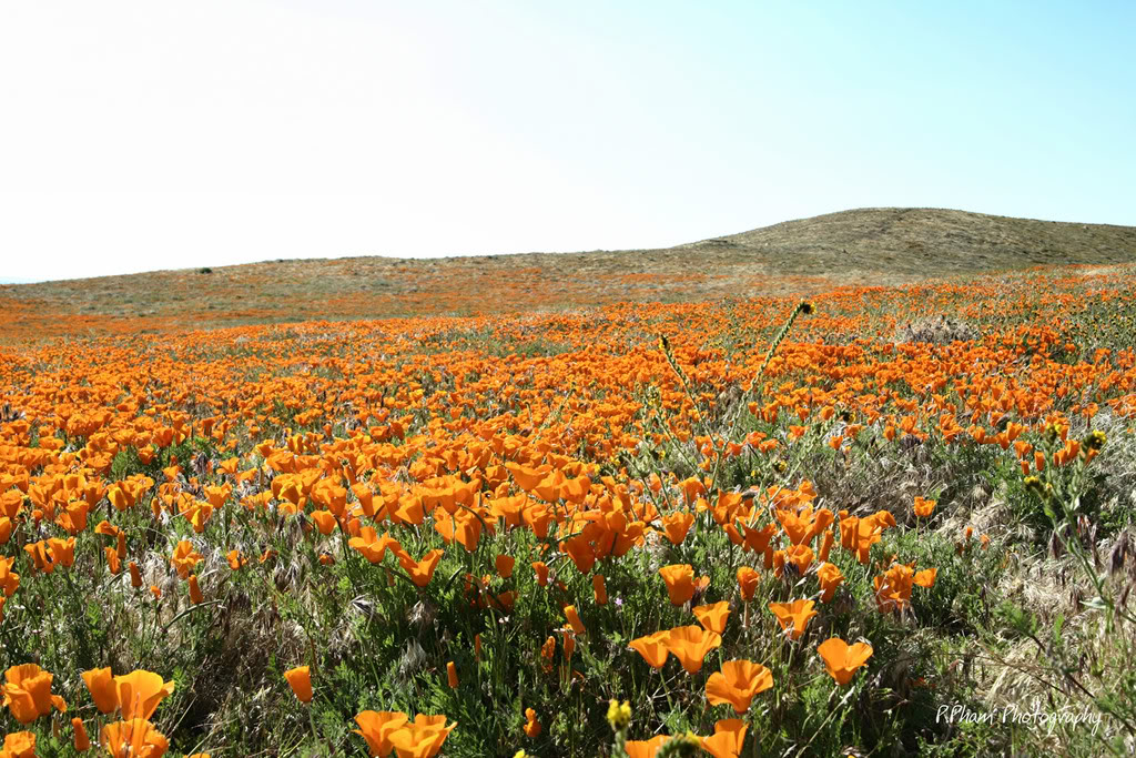 Name:  _MG_1729.jpg
Views: 29
Size:  264.2 KB