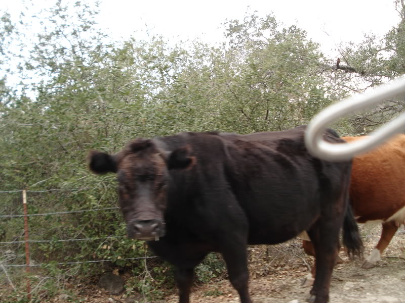 Name:  DSC02815.jpg
Views: 32
Size:  111.6 KB