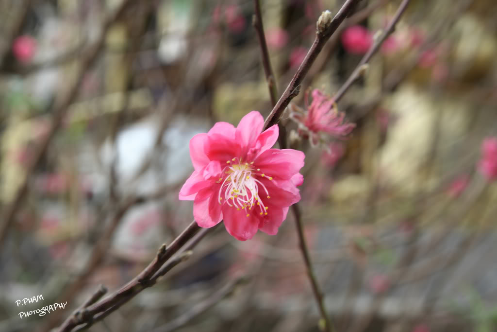 Name:  IMG_5108.jpg
Views: 40
Size:  69.1 KB