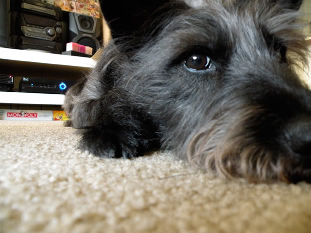 Name:  Baxter-01.jpg
Views: 31
Size:  49.4 KB