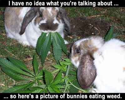Name:  weedbunnies.jpg
Views: 130
Size:  18.4 KB