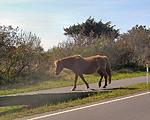 Road Trips With My Honda Fit-80-delmarva2_44ec9378605ab826426559d347e3a0692ba9a01e.jpg