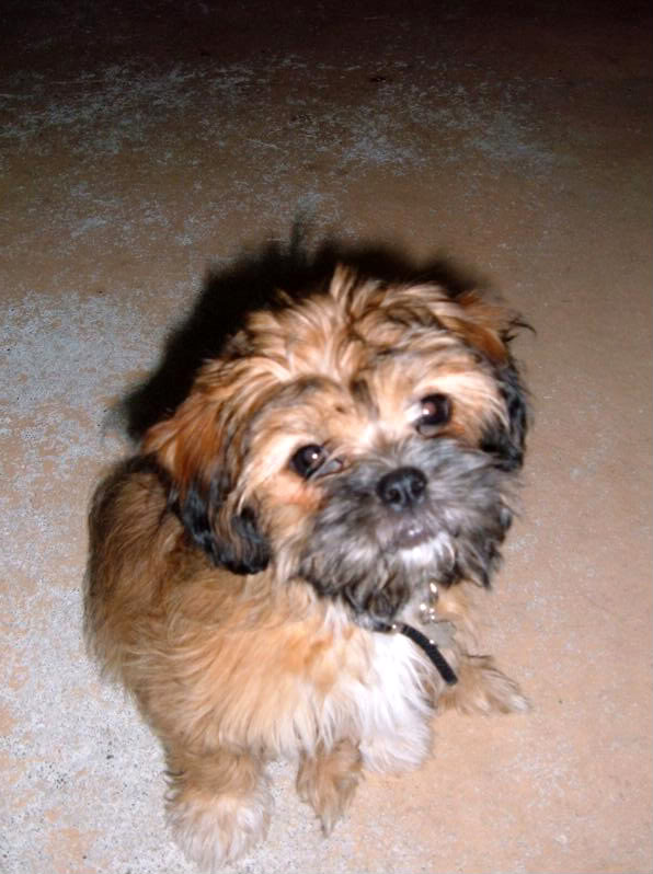 Name: NewDog012-1.jpg
Views: 35
Size: 75.0 KB