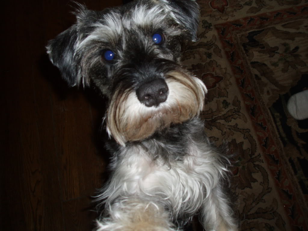 Name:  pepper.jpg
Views: 64
Size:  97.2 KB