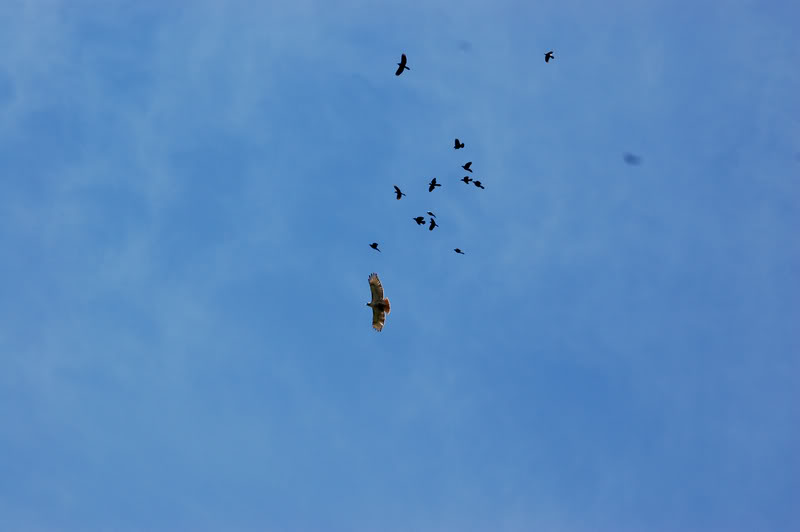 Name:  Hawk.jpg
Views: 293
Size:  21.7 KB