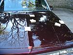Bird poo, what to do?-80-img_2086_bfb03cd9a833ef4bc921a559f1740cf7124c3f59.jpg