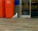 Name:  a53e81c30cb94e06b778-1.gif
Views: 20
Size:  838.2 KB