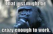 Name:  gorillathatjustmightbecrazyenoughtowork.jpg
Views: 166
Size:  6.0 KB