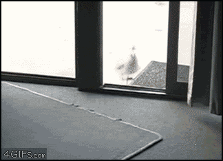 Name:  stoopidbir2.gif
Views: 222
Size:  1.84 MB