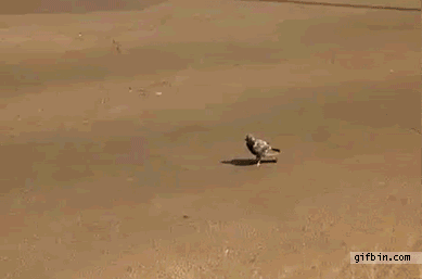 Name:  stooopidbird.gif
Views: 389
Size:  1.41 MB