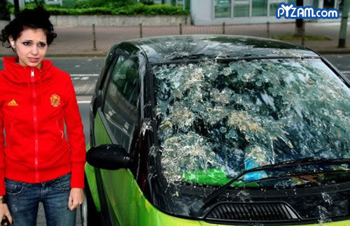Name:  birdcrap.jpg
Views: 186
Size:  42.9 KB