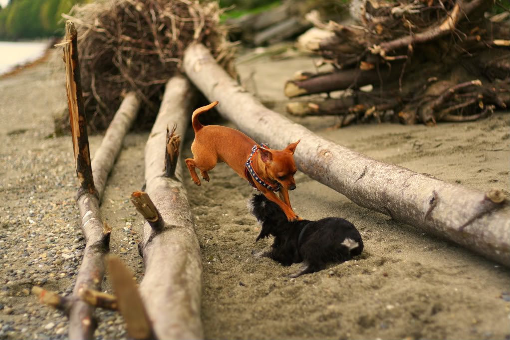 Name:  Peanut_03-1.jpg
Views: 44
Size:  145.5 KB