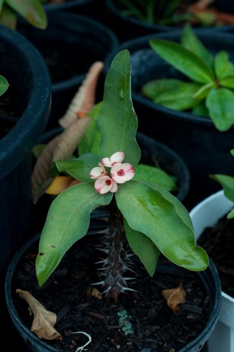 Name:  DSC_1569.jpg
Views: 45
Size:  43.7 KB