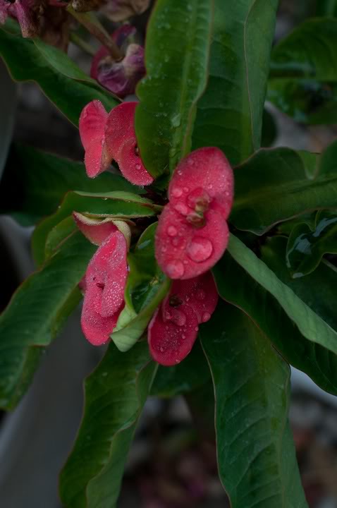 Name:  DSC_1589.jpg
Views: 38
Size:  38.0 KB