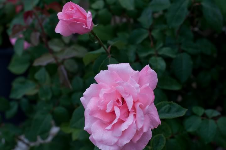 Name:  DSC_1552.jpg
Views: 42
Size:  32.9 KB