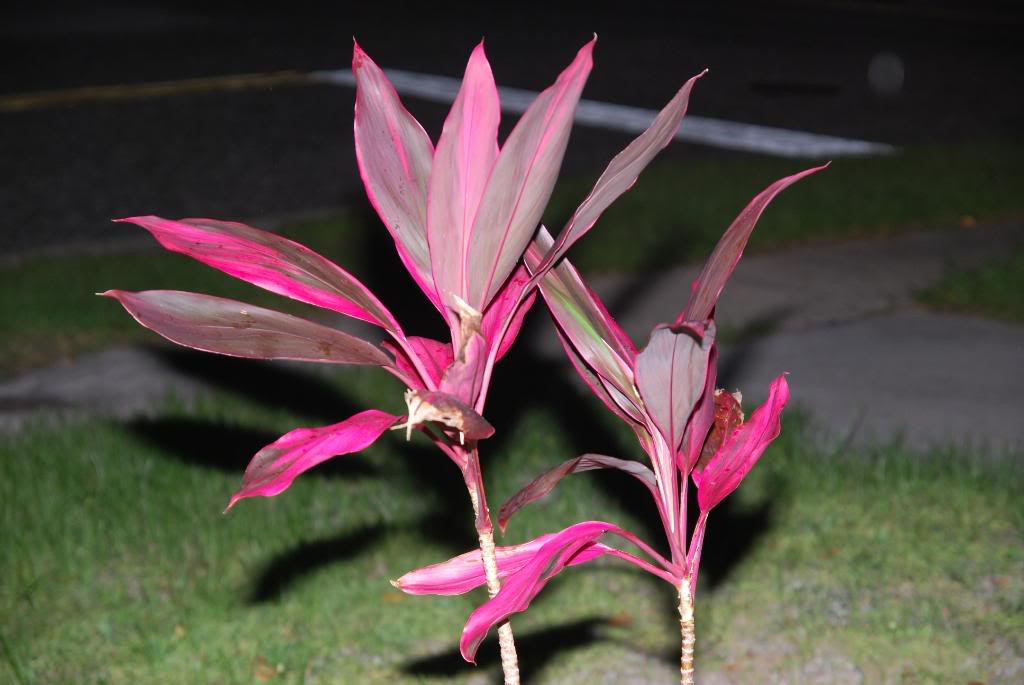 Name:  randomish002.jpg
Views: 51
Size:  91.3 KB