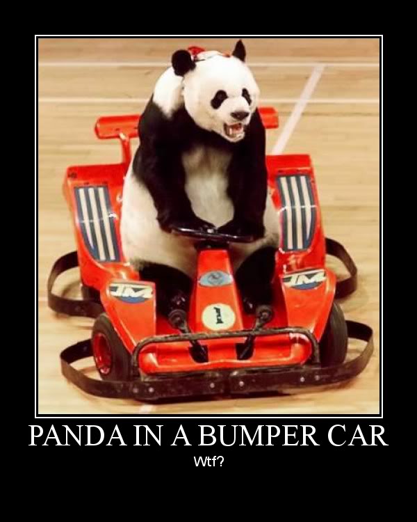 Name:  PANDA-IN-A-BUMPER-CAR.jpg
Views: 55
Size:  53.1 KB
