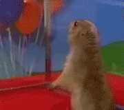 Name:  horrorbeaver.gif
Views: 13
Size:  547.1 KB