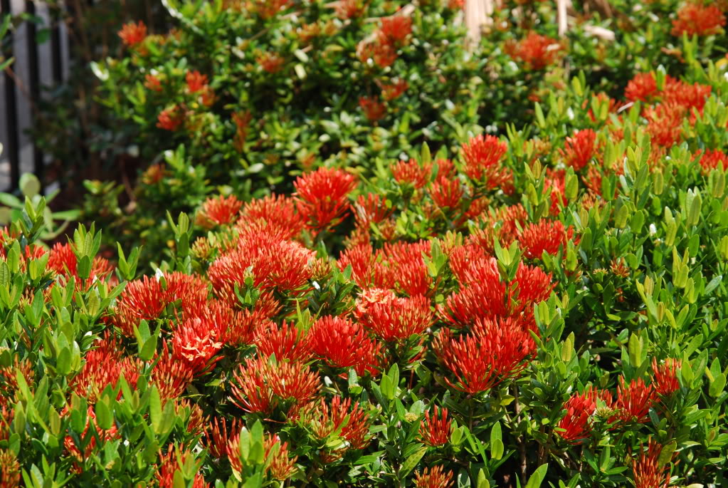 Name:  flowers002.jpg
Views: 76
Size:  249.1 KB