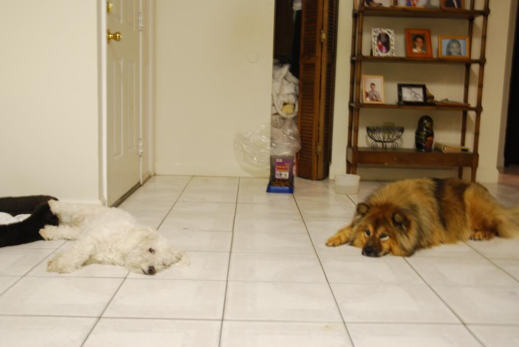 Name:  d60083.jpg
Views: 39
Size:  74.4 KB