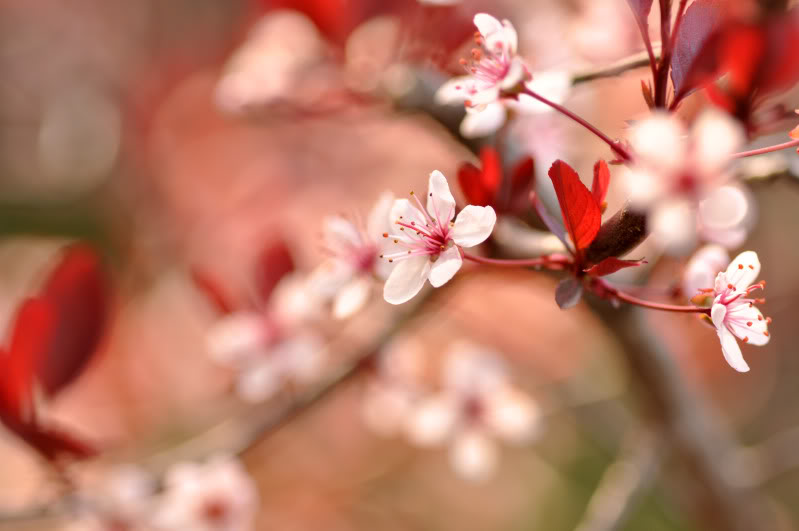 Name:  Flowers2.jpg
Views: 47
Size:  47.5 KB