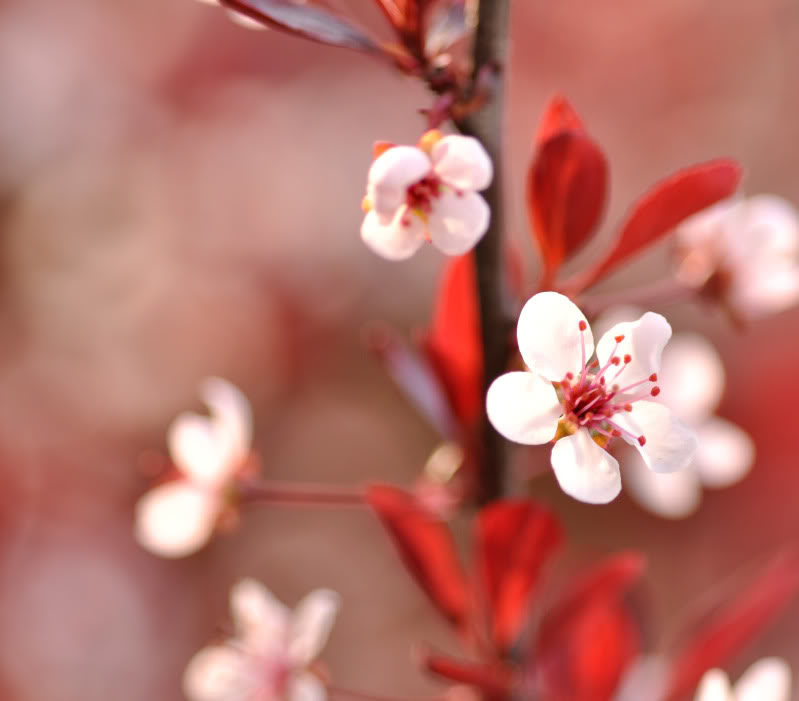 Name:  flowers.jpg
Views: 48
Size:  48.1 KB