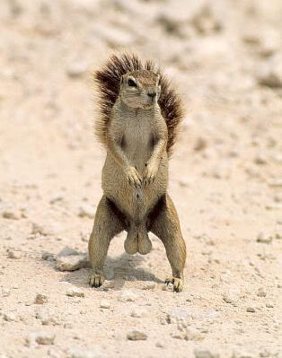 Name:  FarkSquirrel.jpg
Views: 42
Size:  26.5 KB