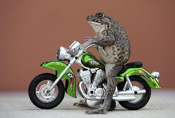 Name:  47ce755f1e4db65_animal.jpg
Views: 75
Size:  39.4 KB
