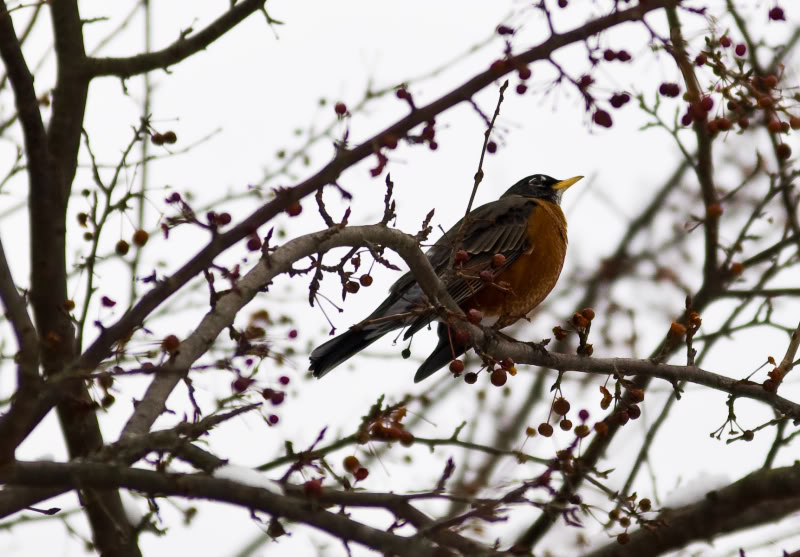 Name:  _DSC0019.jpg
Views: 81
Size:  93.6 KB