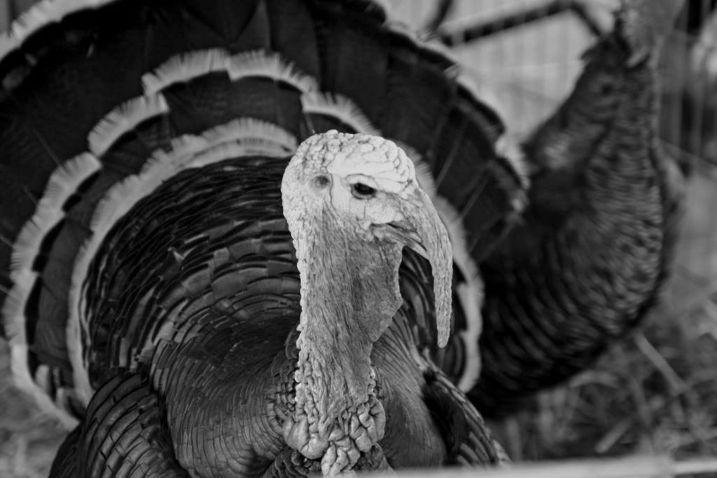 Name:  SBBW02.jpg
Views: 57
Size:  79.6 KB