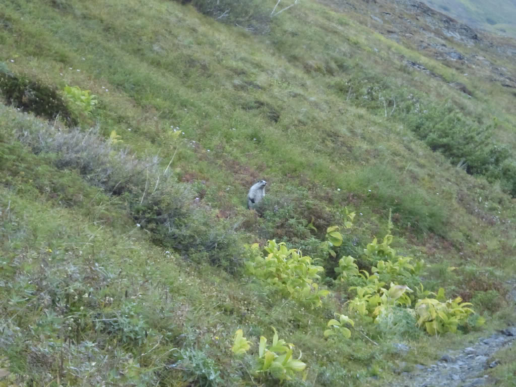 Name:  20080829-DSC01929-1.jpg
Views: 63
Size:  165.1 KB