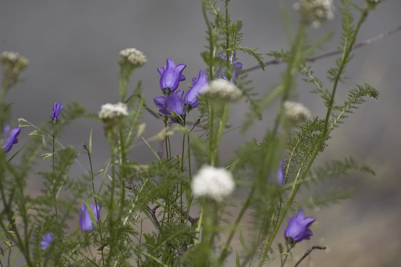 Name:  20080720-DSC_0020.jpg
Views: 38
Size:  55.8 KB