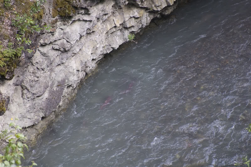 Name:  20080720-DSC_0090.jpg
Views: 37
Size:  117.4 KB