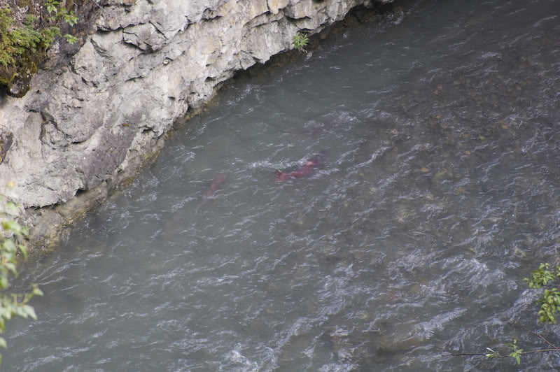 Name:  20080720-DSC_0093.jpg
Views: 42
Size:  98.2 KB