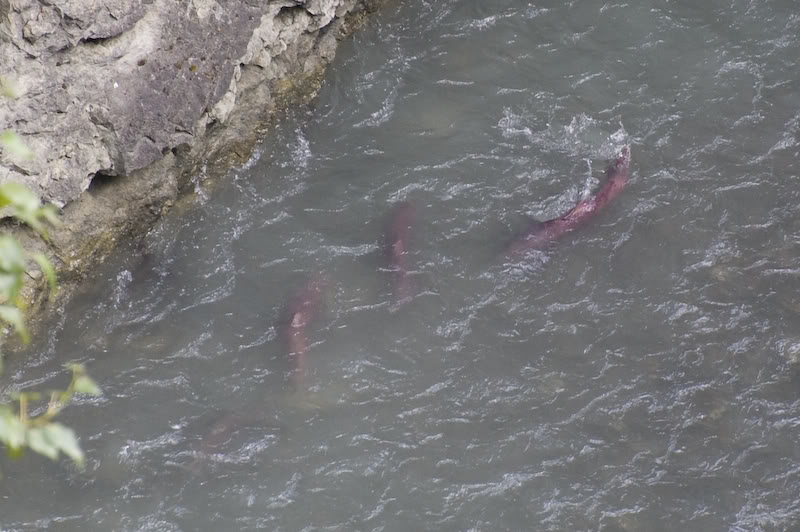 Name:  20080720-DSC_0110.jpg
Views: 42
Size:  86.8 KB