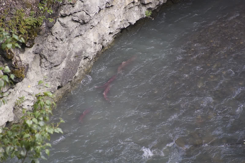 Name:  20080720-DSC_0128.jpg
Views: 38
Size:  110.2 KB